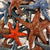 Raku Sea Star Wall Hangers